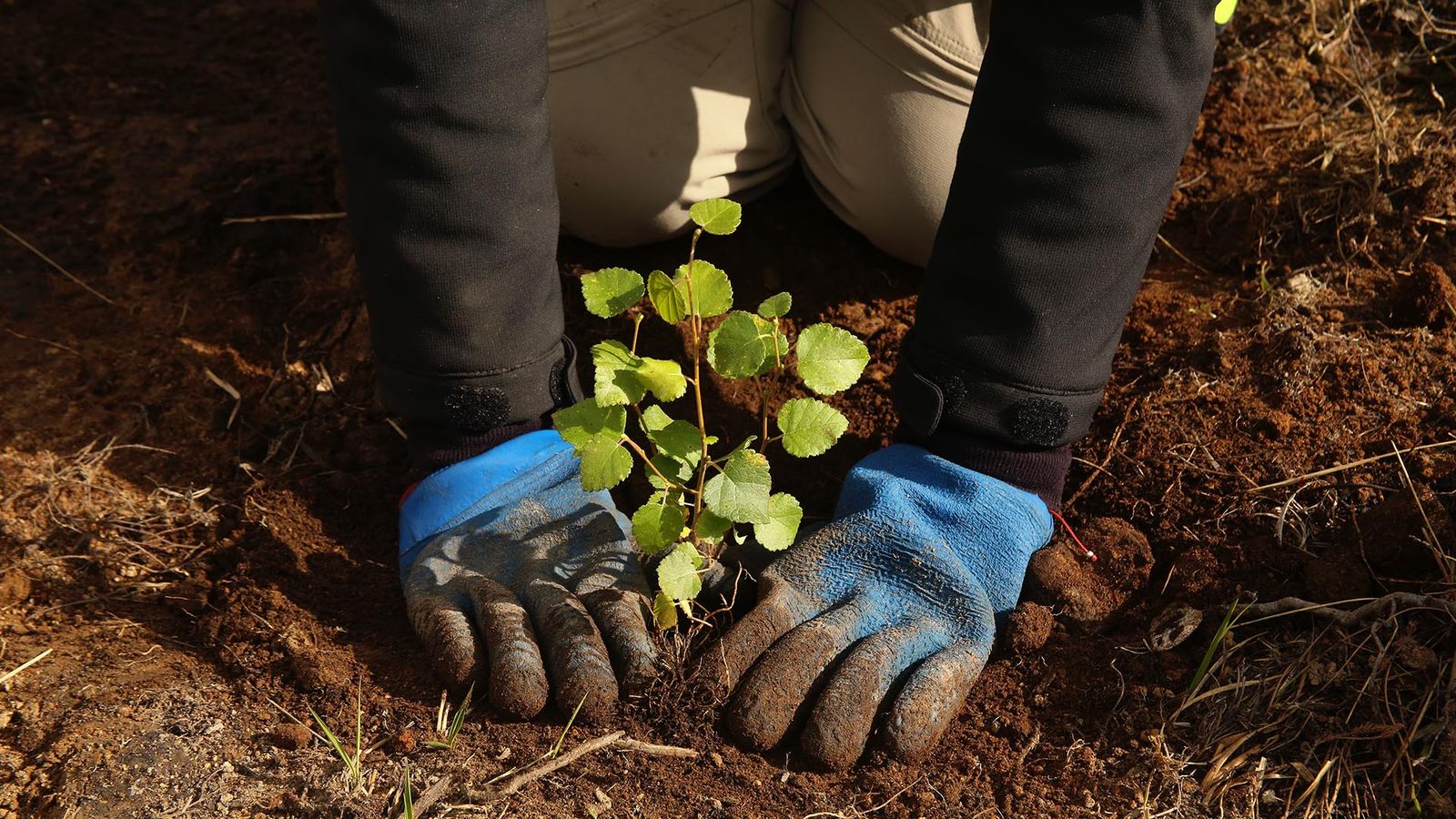Tree & Shrub Planting
